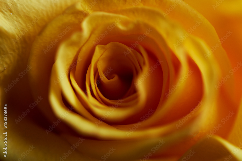 Closeup of a yellow rose.Close. Texture or background Closeup of a yellow rose.Close. Texture or background