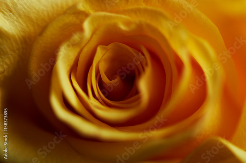 Closeup of a yellow rose.Close. Texture or background