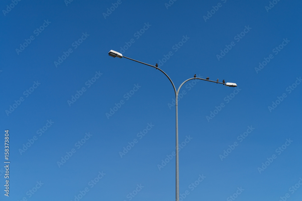 Birds and light pole Birds and light pole