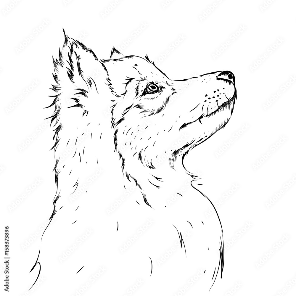 How To Draw a Wolf | Sketch Tutorial - YouTube