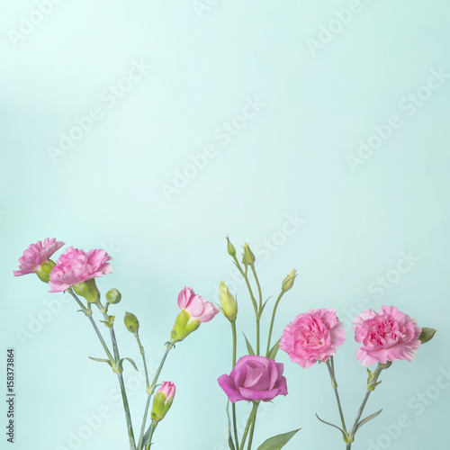 Pink carnation flowers and buds on teal background