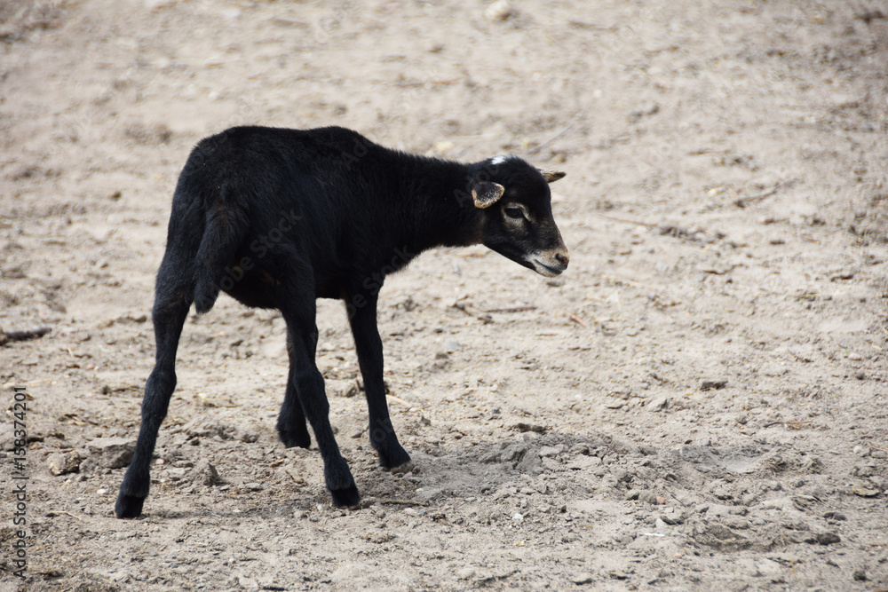 goat goat