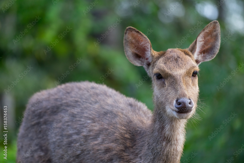 Wild dear in rainforest