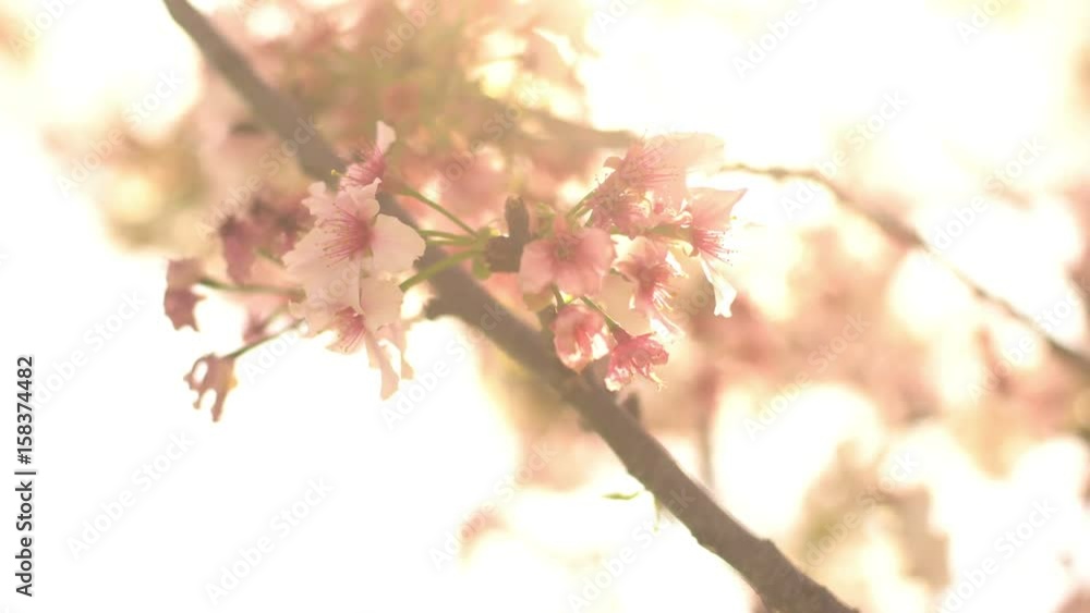 Cherry Blossom Dolly and Pan Soft Focus Sunlight Cherry Blossom Dolly and Pan Soft Focus Sunlight
