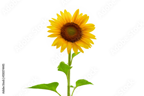 Beautiful sunflower as isolated background