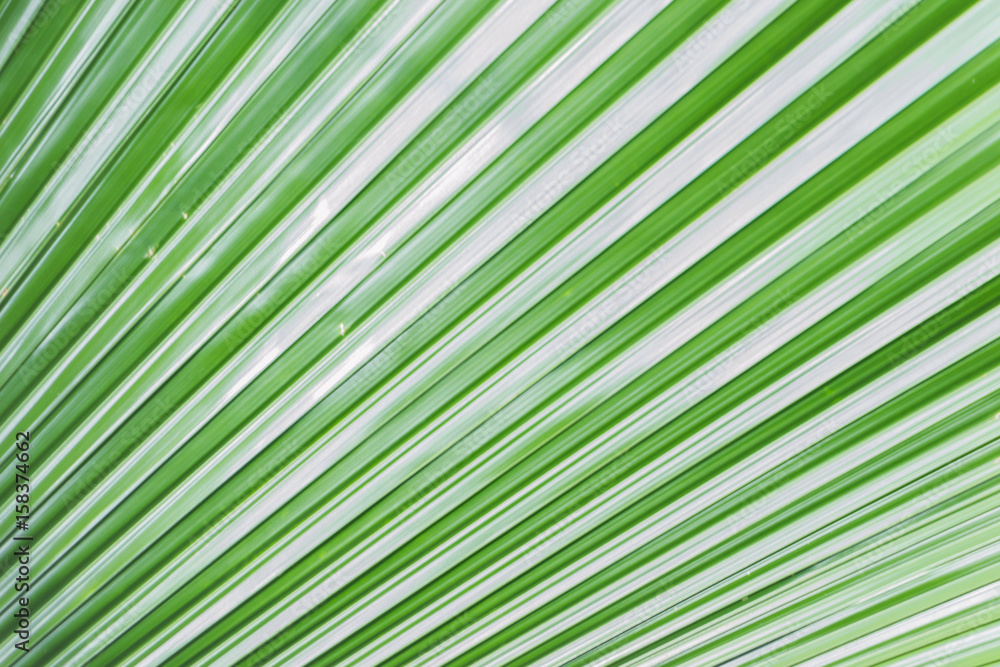 Obraz premium The green leaf abstract pattern as background. 