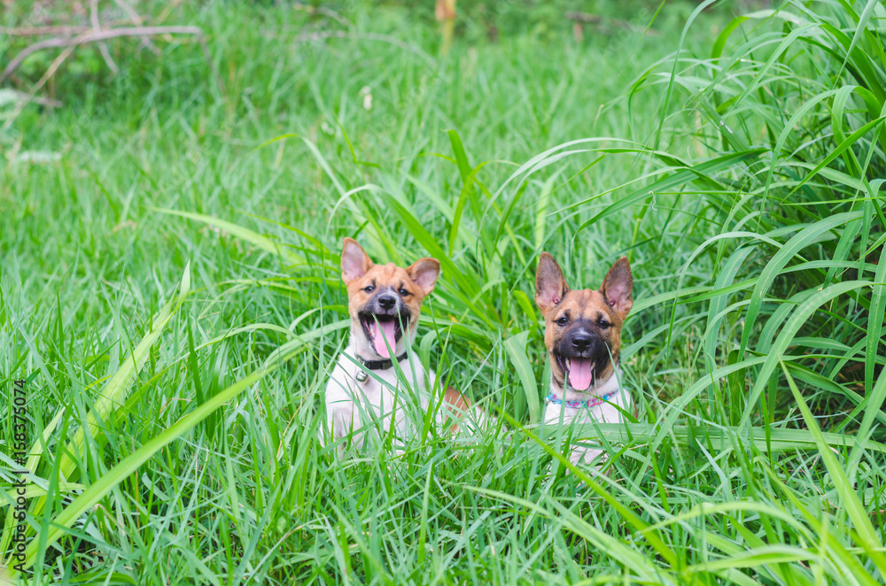 two cute hybrid puppy sitting in meadow and show the tongue.