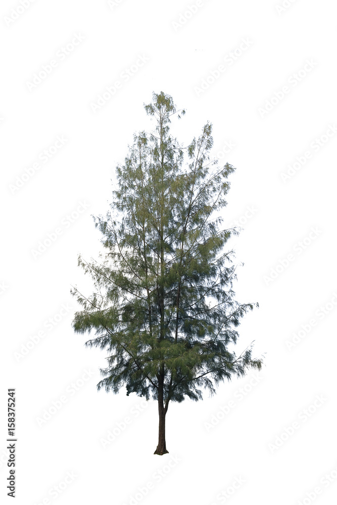 Pine tree or Pinus isolated on white background Pine tree or Pinus isolated on white background