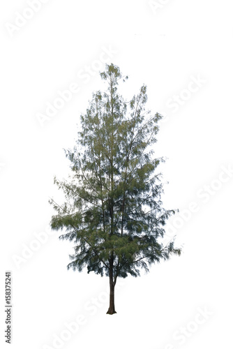 Pine tree or Pinus isolated on white background