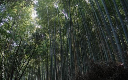 古都京都 嵯峨野の竹林風景