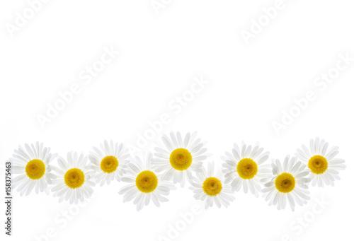 Fototapeta Naklejka Na Ścianę i Meble -  Daisy flower border