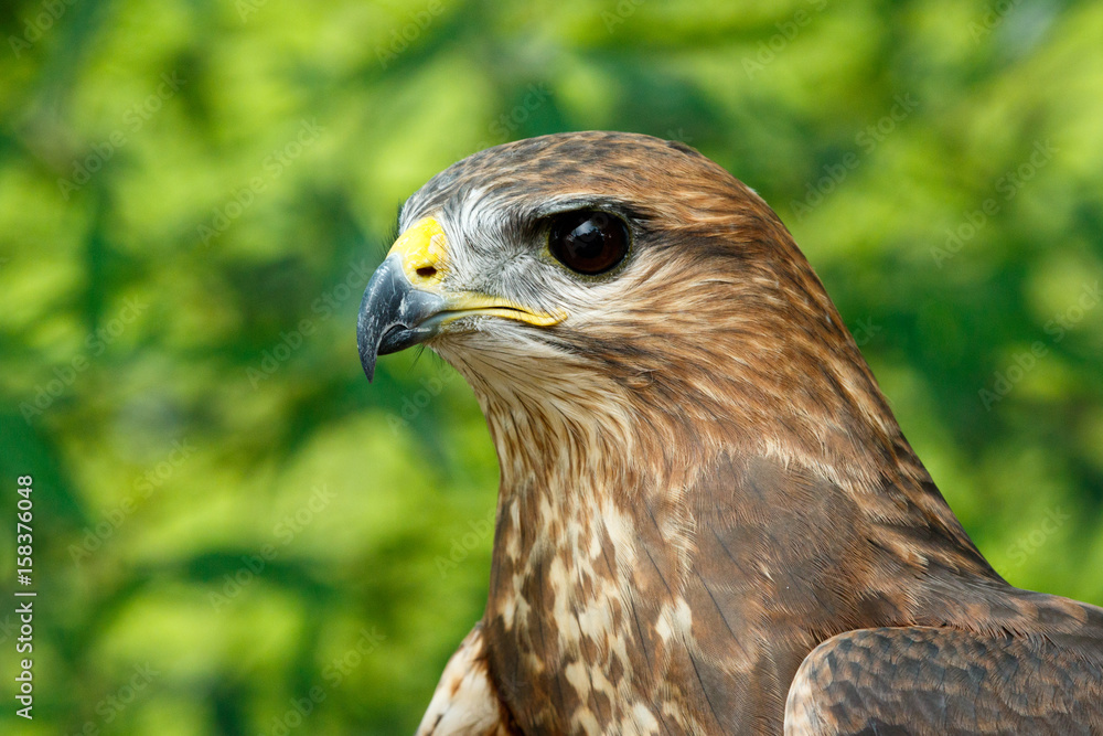 Close up of a Eagle Close up of a Eagle
