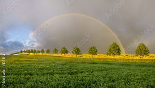 Rainbow over green, spring field