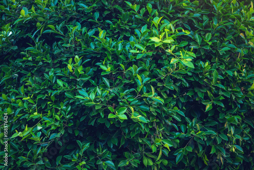 Interesting background of bright green leaves in spring with beautiful light. The concept of ecology