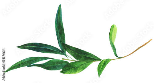 Watercolor drawing of green olive branch  isolated on white
