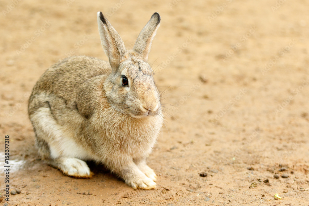 Close up of a Rabbit sitting Close up of a Rabbit sitting