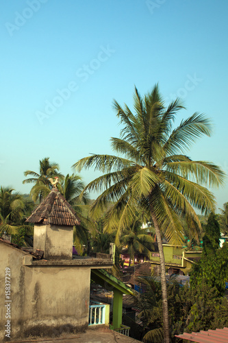 Tropical landscape with a palm tree and a roof