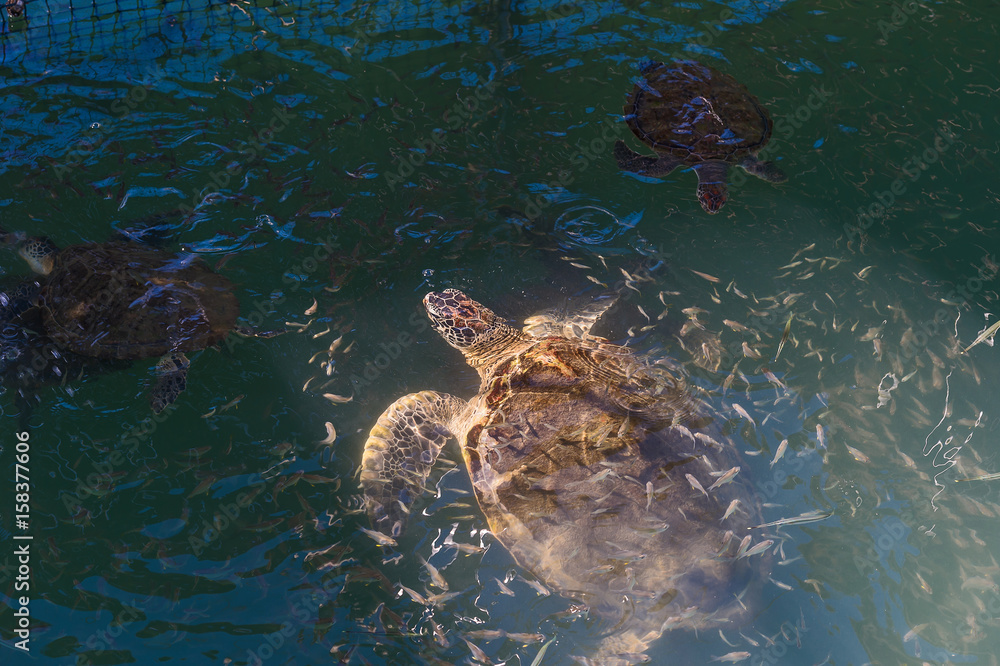 Fototapeta premium Close up Chelonia mydas.