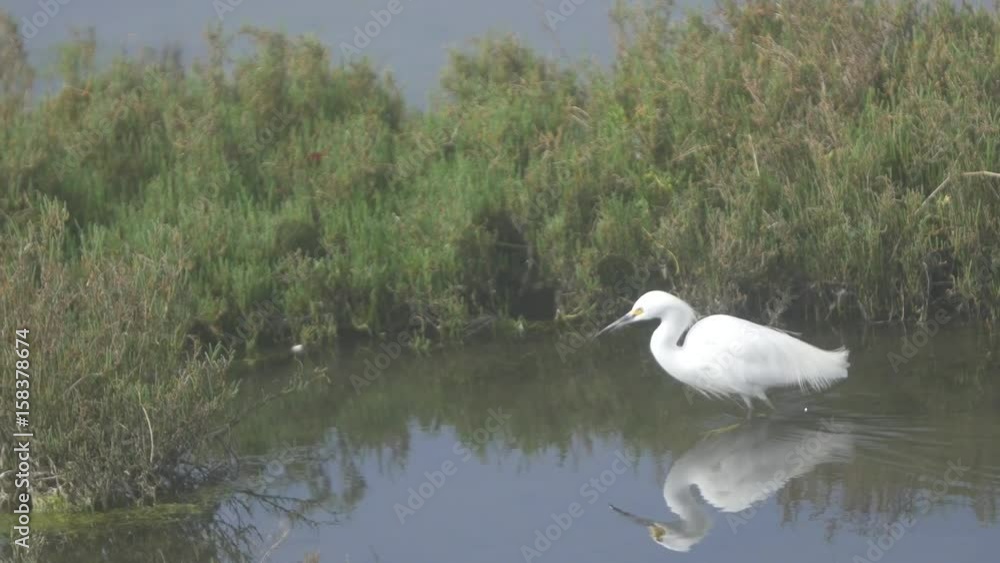 Snowy Egret feeding fishing Snowy Egret feeding fishing