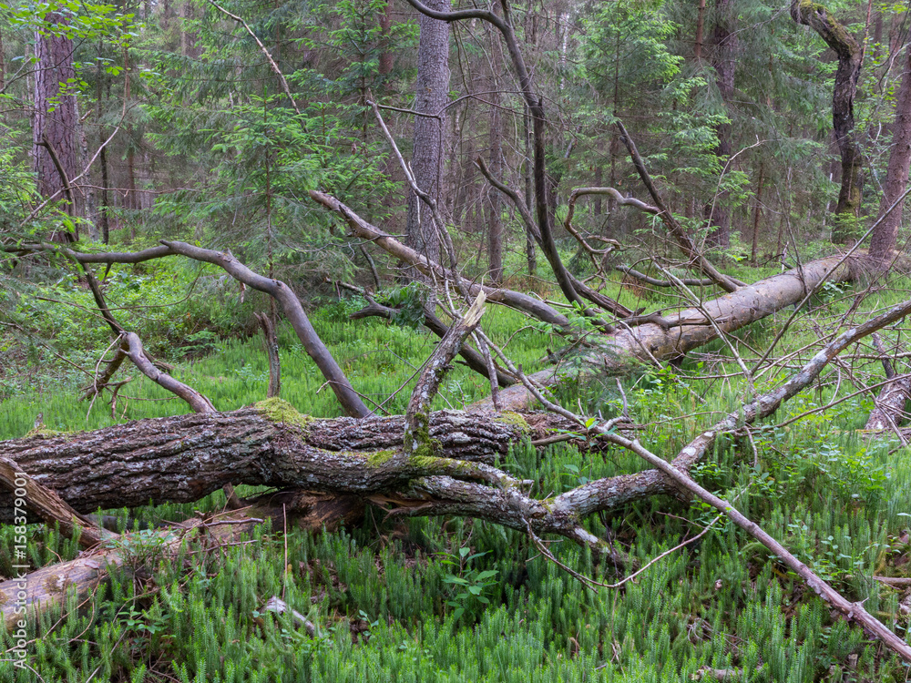 Broken pine tree lying Broken pine tree lying