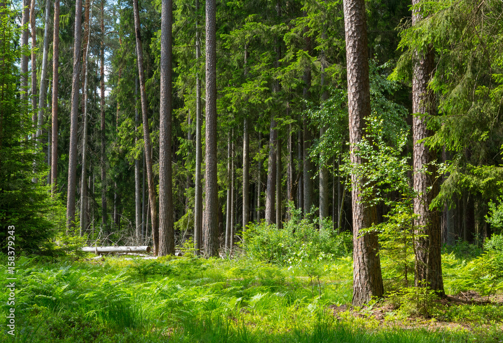 Fototapeta premium Old pines and spruce trees in summer