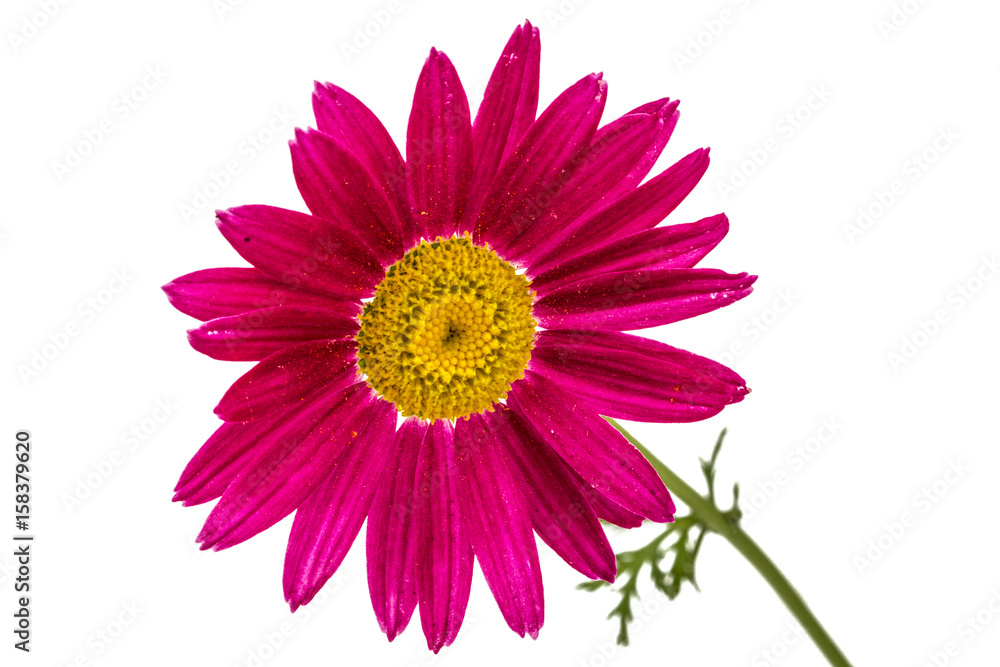 Flower of pyrethrum, isolated on white background Flower of pyrethrum, isolated on white background