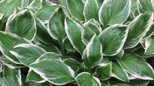 Wallpaper Mural Leaves in the garden Torontodigital.ca