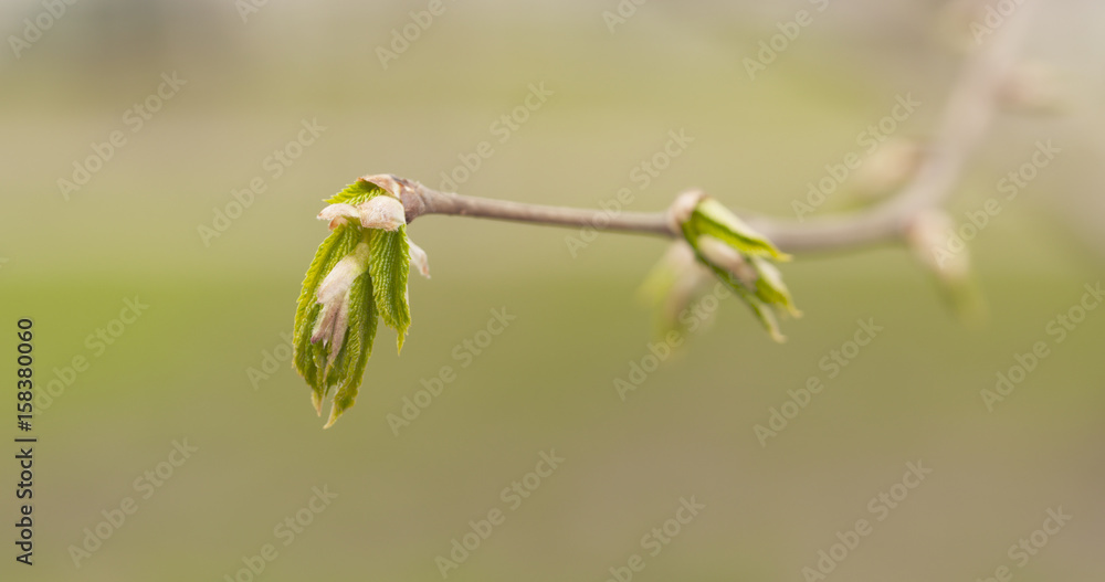 young linden buds with leaves on branch, wide photo young linden buds with leaves on branch, wide photo