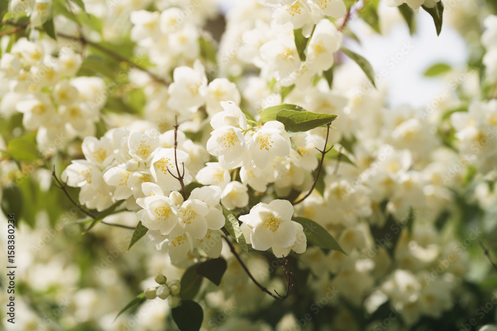 Obraz premium jasmine flowers blossoming in sunny summer day, closeup photo