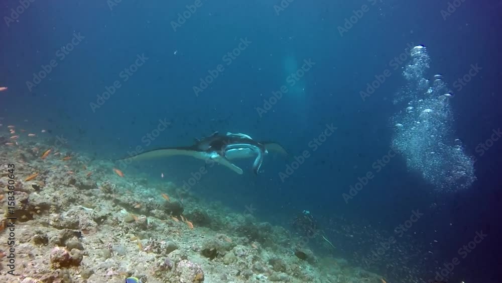Manta ray relax and divers underwater in ocean Maldives. Sea dweller in search of food. Stingray feeds on mollusks and small fish. Amazing and exciting diving in marine life. Unique background. Manta ray relax and divers underwater in ocean Maldives. Sea dweller in search of food. Stingray feeds on mollusks and small fish. Amazing and exciting diving in marine life. Unique background.
