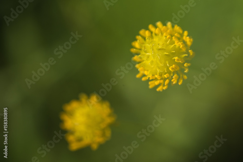 Wildflowers, ornamental, outdoor photo