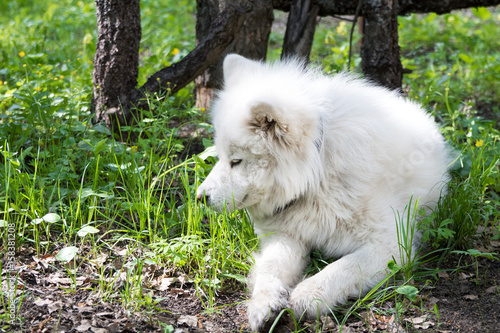 Samoiedskaia Sabaka. A white sled dog lies in the courtyard of a country house.
