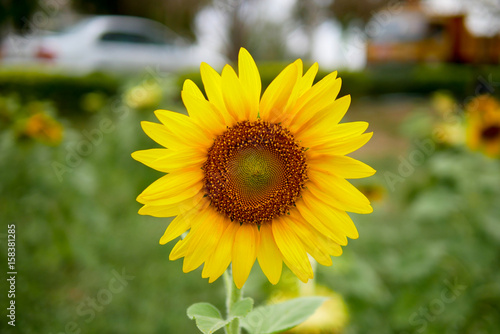 Beautiful sunflower in a park