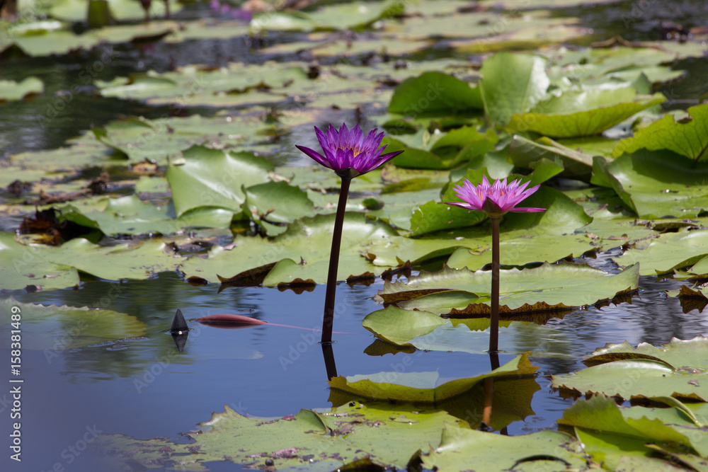 Lotus garden on the bright blue color of lotus makes the atmosphere very good.. Lotus garden on the bright blue color of lotus makes the atmosphere very good..