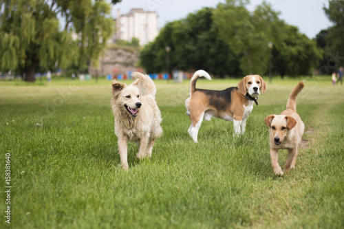 Three dogs playing in park. Beagle and two stray dogs.