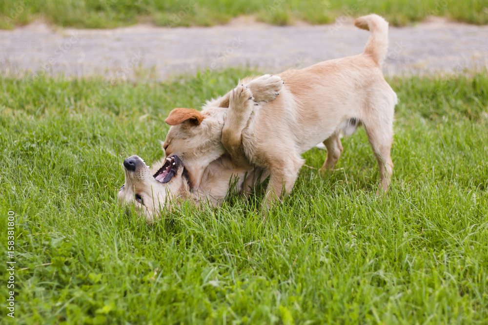 Stray dog bite other dog for the neck, all happening in green grass Stray dog bite other dog for the neck, all happening in green grass