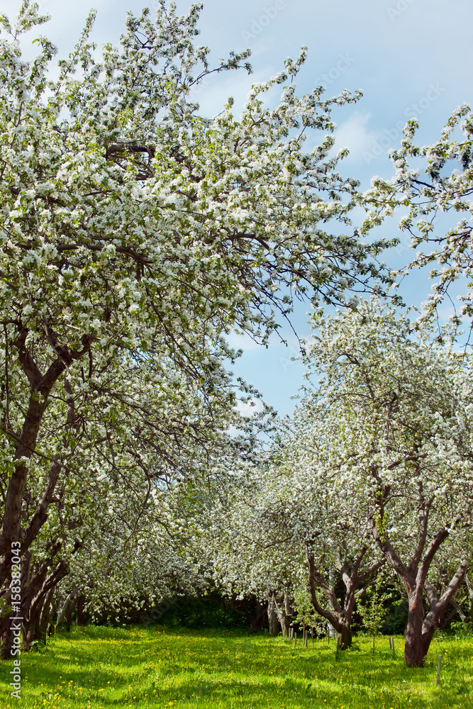 Naklejka premium Fruit orchard's first spring blossoms