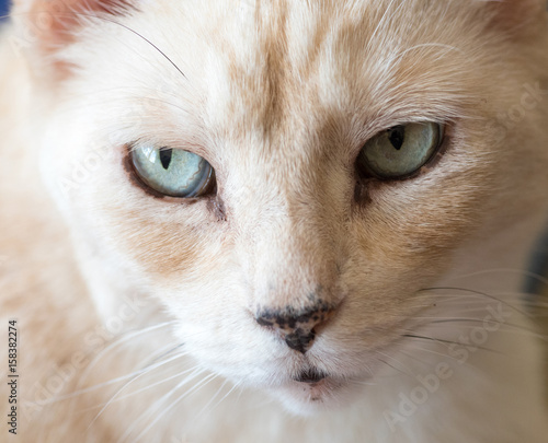 Albino tabby cat closeup