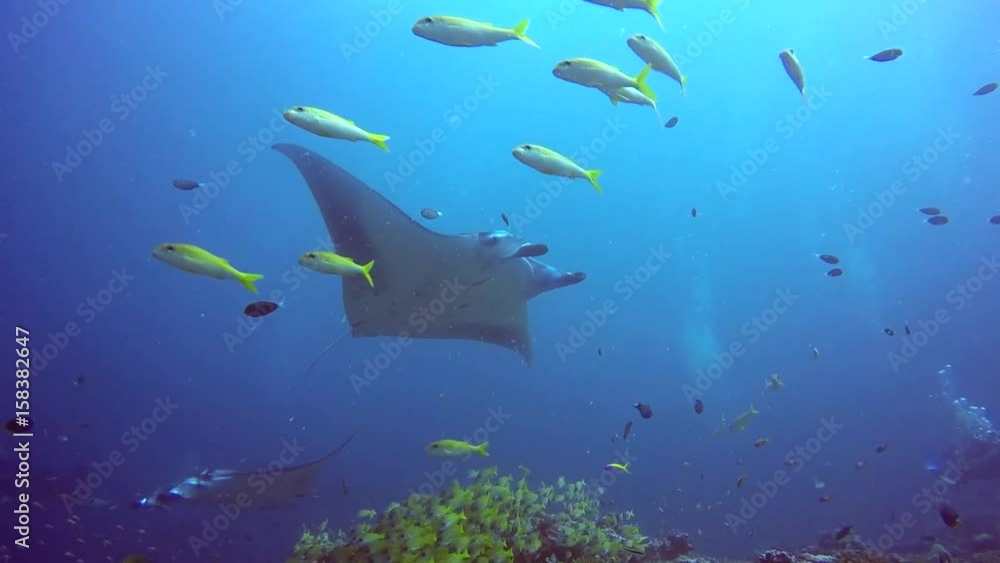 Group Manta ray relax underwater in striped snapper school fish in ocean. Sea dweller in search of food. Stingray feeds on mollusks and small fish. Diving in marine life. Unique background. Group Manta ray relax underwater in striped snapper school fish in ocean. Sea dweller in search of food. Stingray feeds on mollusks and small fish. Diving in marine life. Unique background.