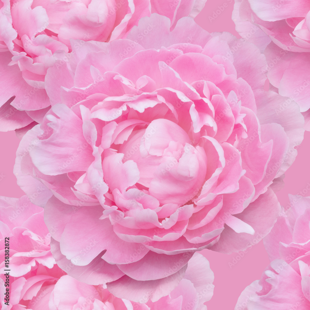 seamless pattern of pale pink peonies luxury fresh seamless pattern of pale pink peonies luxury fresh