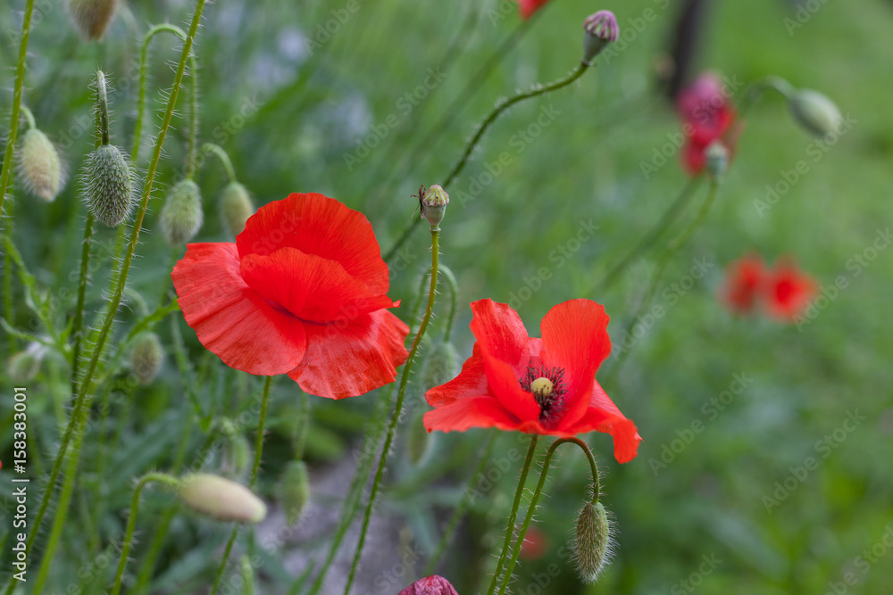 Naklejka premium Grass and red poppies