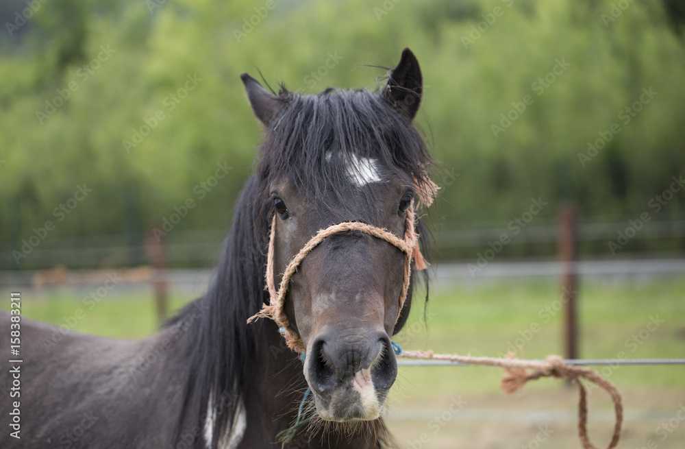 Naklejka premium Horse