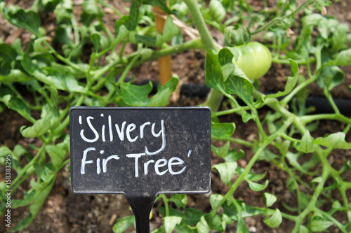 Silvery Fir Tree tomato sign © Ian Murdoch