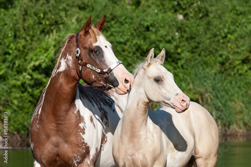 Portrait of two nice paint horses © lenkadan
