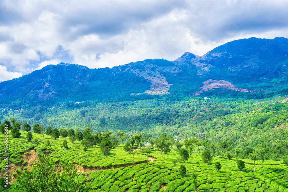 landscape with green tea plantations, Munnar, Kerala, beautiful India travel background