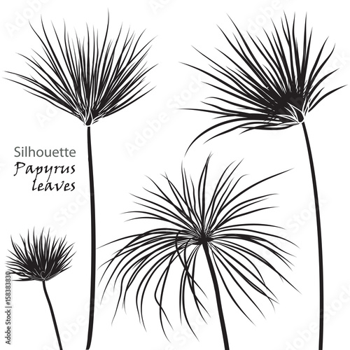 Silhouette tropical palm papyrus leaves black isolated on white background.