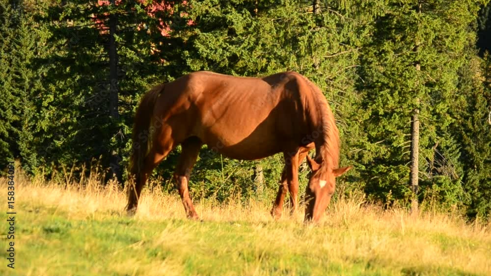 Closeup of brown mare grazing on pasture in late summer on background of fir trees. The horse eats partially dried grass at dawn in late August. Shot in Carpathian mountains. Closeup of brown mare grazing on pasture in late summer on background of fir trees. The horse eats partially dried grass at dawn in late August. Shot in Carpathian mountains.