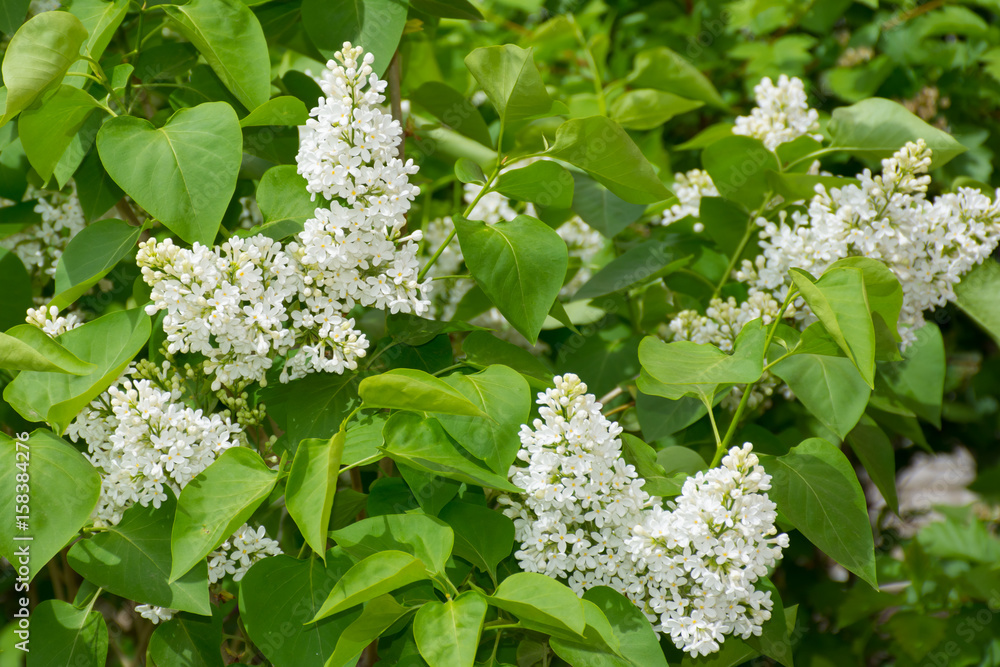 flowering white lilac flowering white lilac