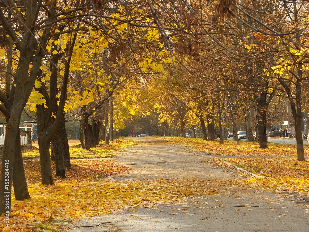 Naklejka premium Golden maples alley