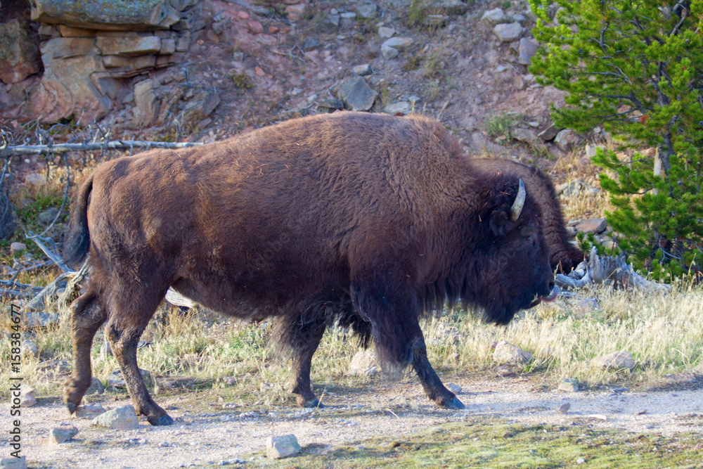 Bison Bison